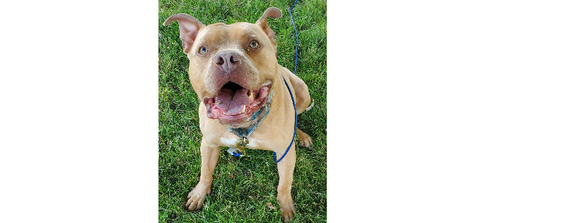 Diamonds in the Ruff animal Rescue, inc