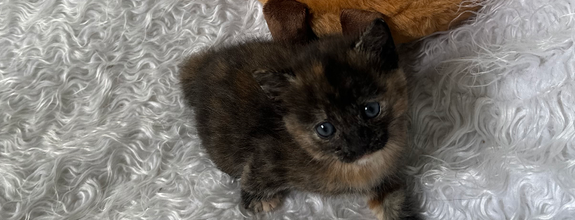 Illawarra Cat Rescue Support