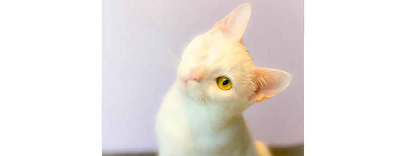 Cats Cradle Shelter