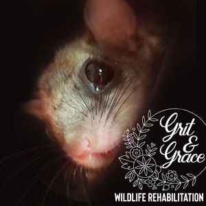 Grit & Grace Wildlife Rehabilitation Inc Logo