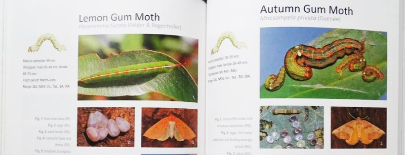 Butterfly Conservation SA Inc