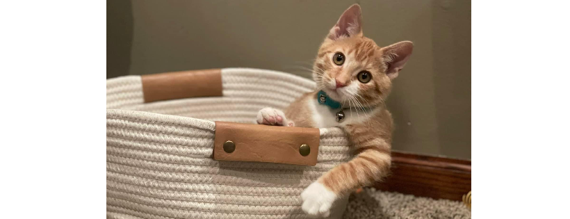 Kitten Kam Rescue