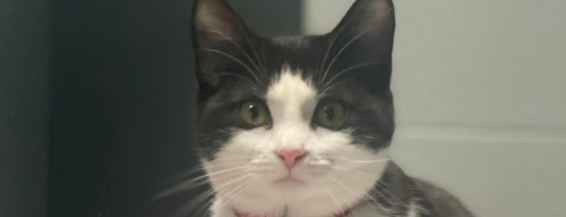 Furgiven Animal Sanctuary