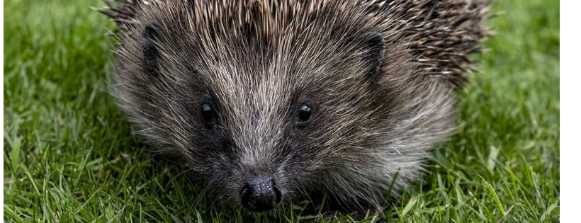 Shelley Hedgehogs