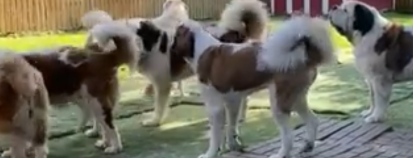 Illinois Saint Bernard Rescue