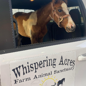 Whispering acres sanctuary Logo