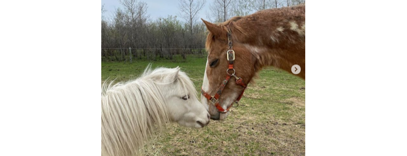 Little Red Barn Micro-Sanctuary