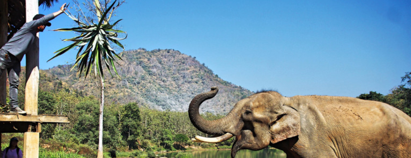 Lao Elephant Initiative