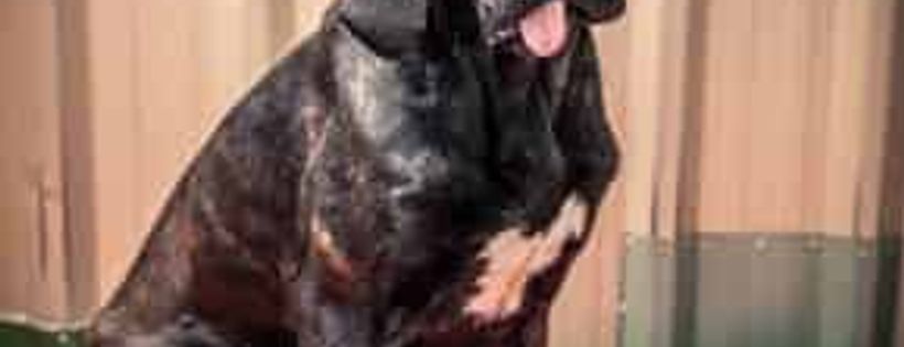 South Coast Animal Rescue Inc