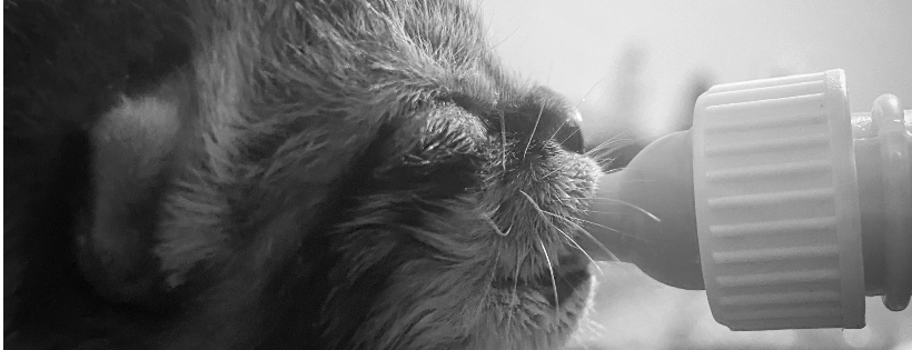 Tracy’s Cats Kitty Rescue