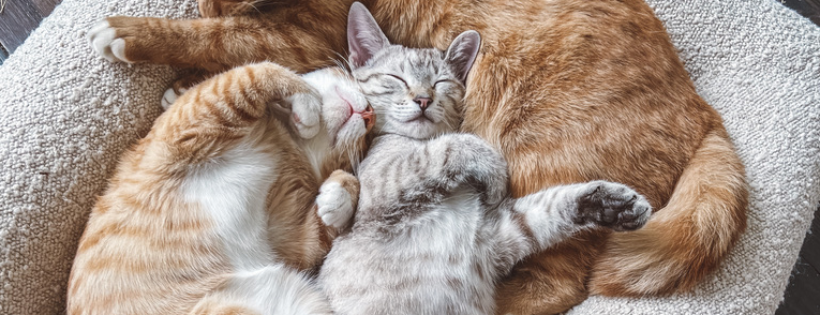 Wildling Animal Rescue, Inc.