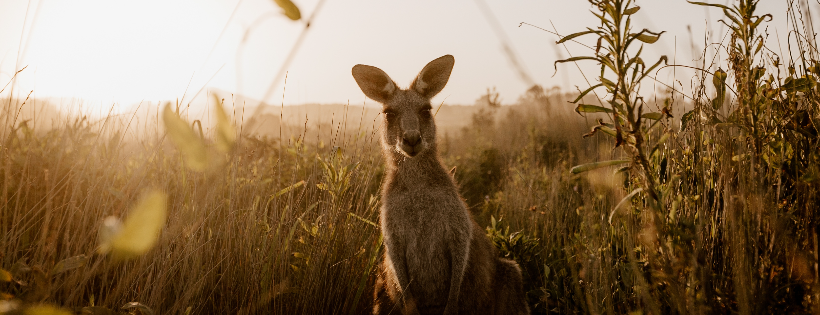 Byron Bay Wildlife Sanctuary