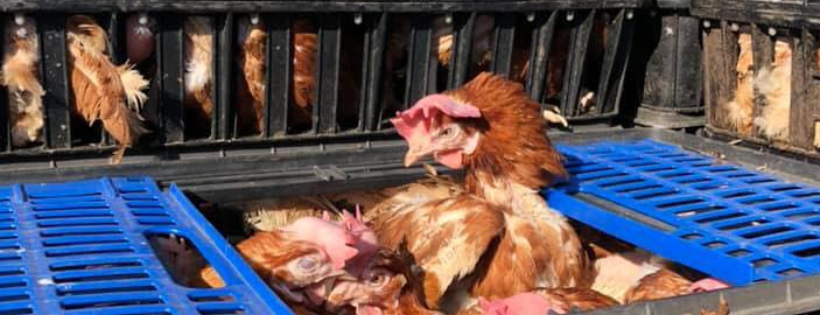 Lucky Hens Rescue