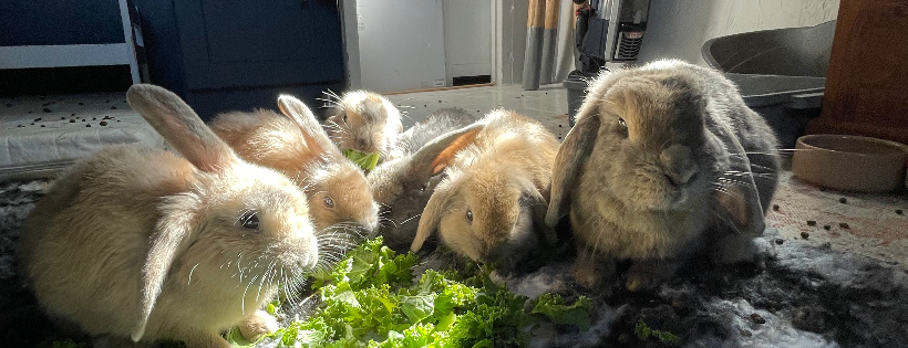 The Hoppy Acre Animal Sanctuary