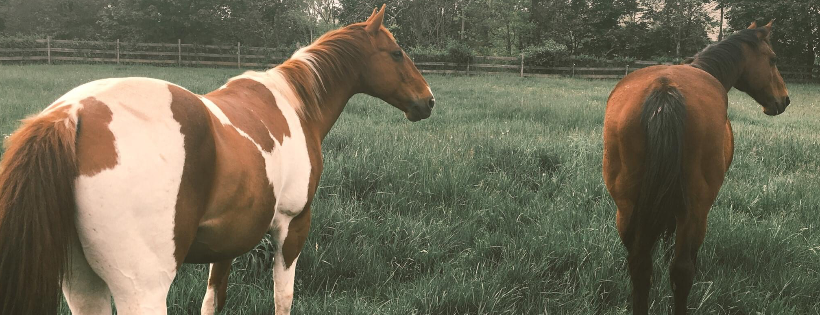 A Dapple A Day Equine Center