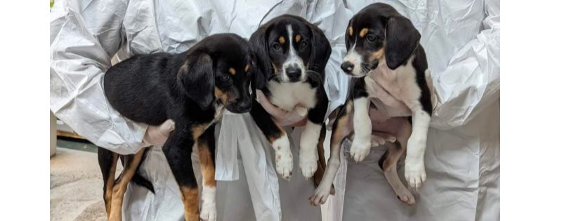 Panhandle Animal Welfare Society, Inc.