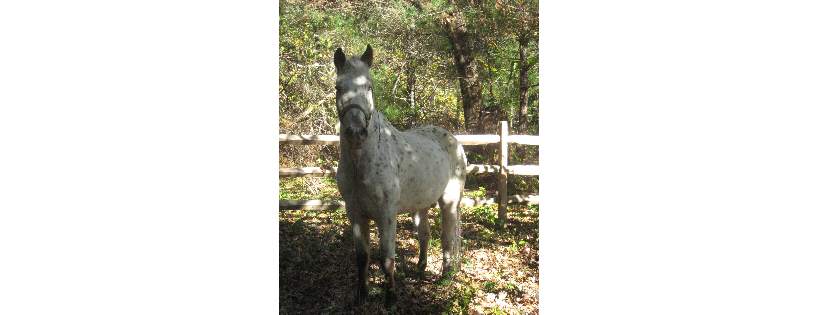 Amazing Grace Equine