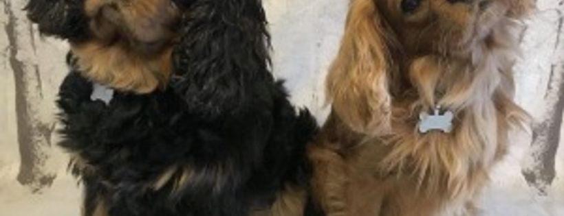 Bliss Cavalier Rescue