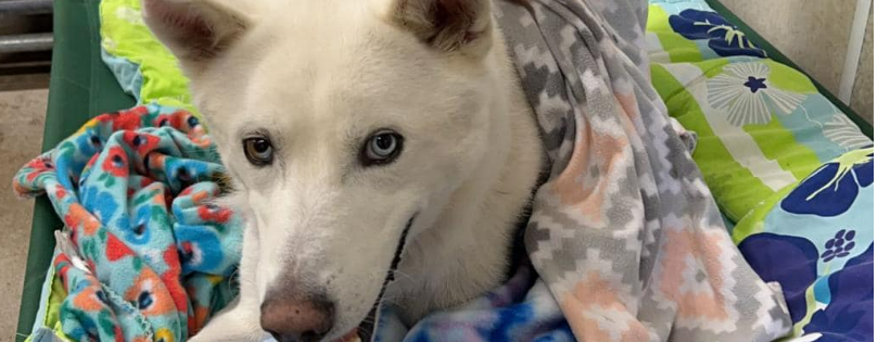 Humane Society of Northwest Iowa