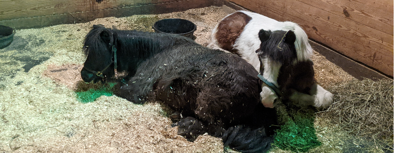 Voice For Horses Rescue Network