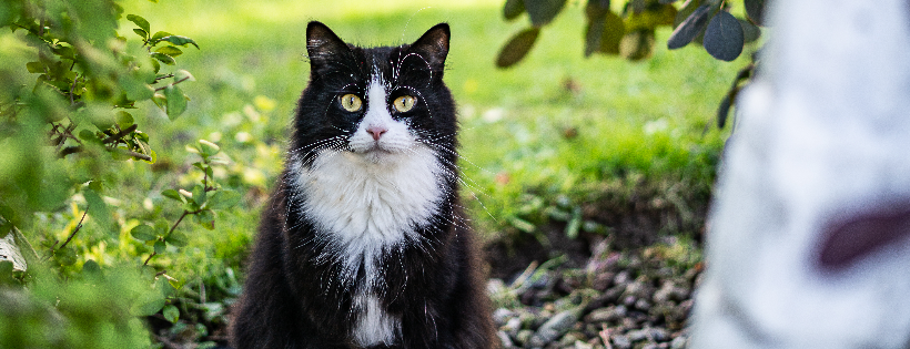 Filey Cat Rescue
