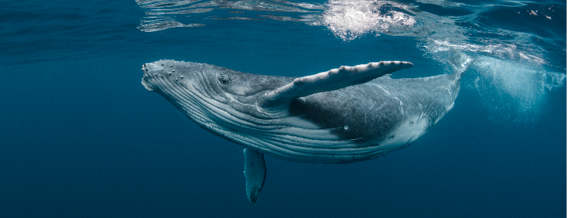 World Cetacean Alliance