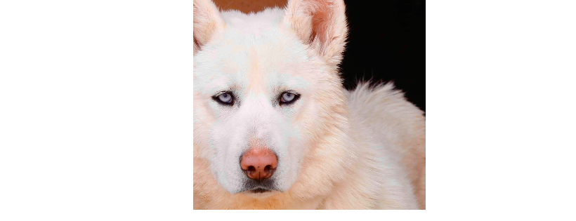Siberian Husky Rescue of New Mexico