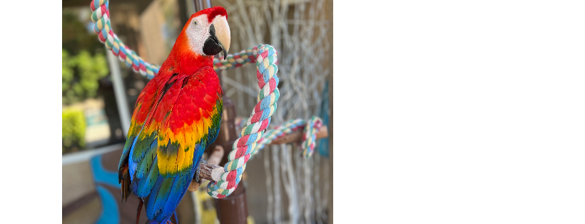 SouthWest Exotic Avian Rescue