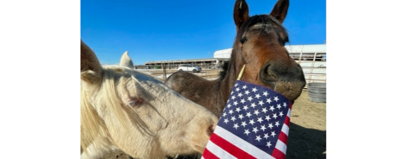 Warhorse Liberation