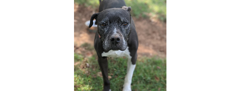 Greater Huntsville Humane Society (GHHS)