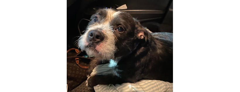 Marshall's Dog Rescue