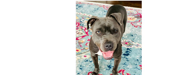 East TN Pit Bull Rescue