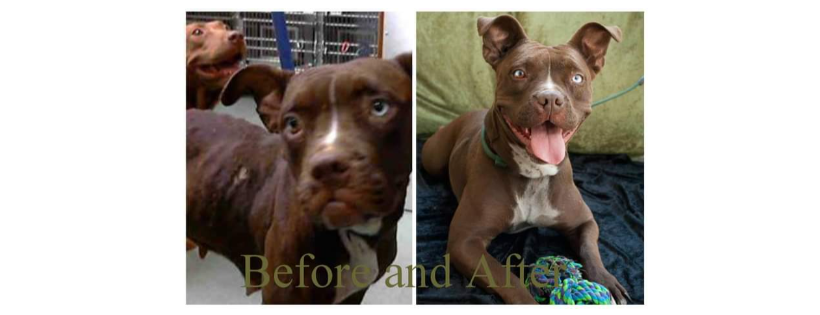 Greatful Rescues Of Wonderful Lives