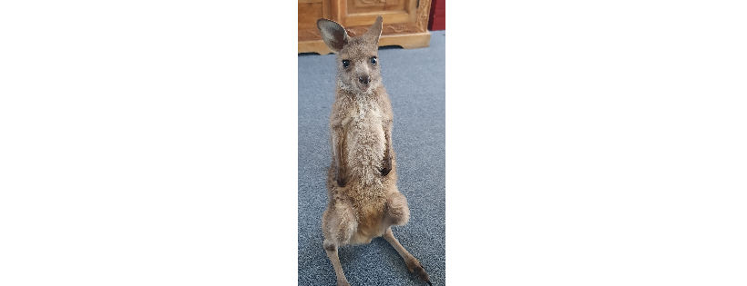 Our Haven Wildlife Shelter Inc