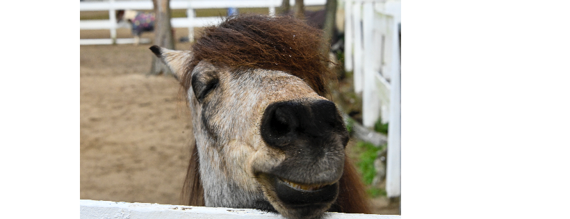 Mills River Rescue and Sanctuary