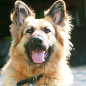 Southern Counties German Shepherd Rescue Logo