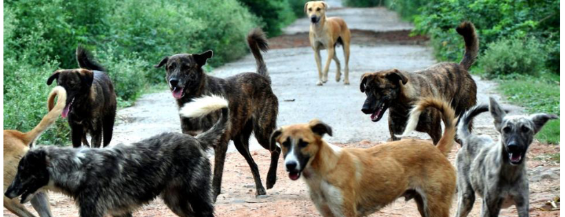 Red Dog Rescue