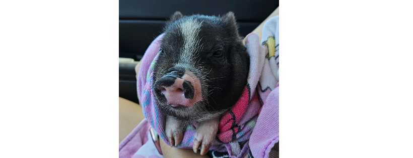 Rescue Pets of Florida