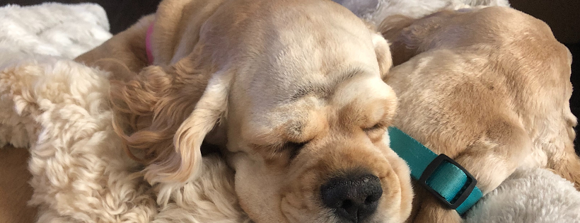 Second chance cocker rescue