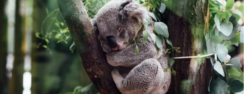 Byron Bay Wildlife Sanctuary