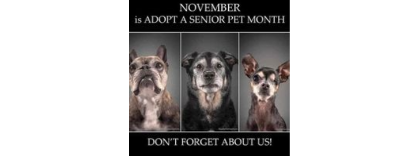 Remember Me Rescue NY
