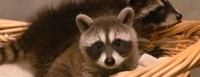 Passionate Pines Wildlife Rehabilitation
