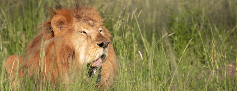 Animal Defenders International Foundation