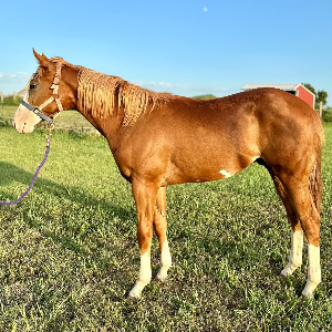 Lake Ontario Equine Marketing