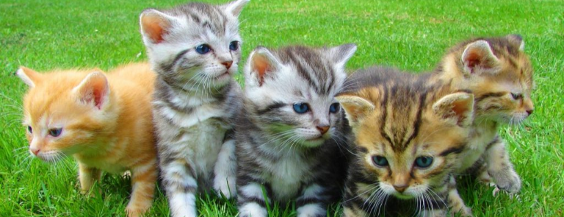 Texas CARES Cat Adoption And Rescue