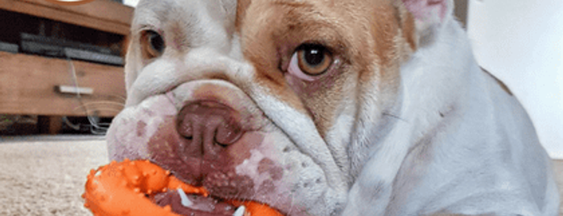 Mini's Bulldog Rescue Club
