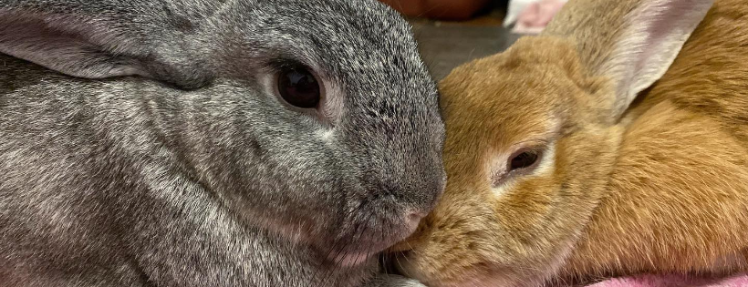 Pumpkin's Acres Rabbit Rescue