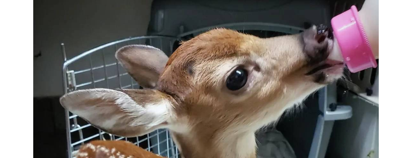 Florida Wild Mammal Association Inc