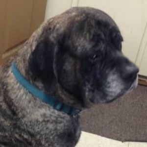 Mastiff Rescue of Florida Logo