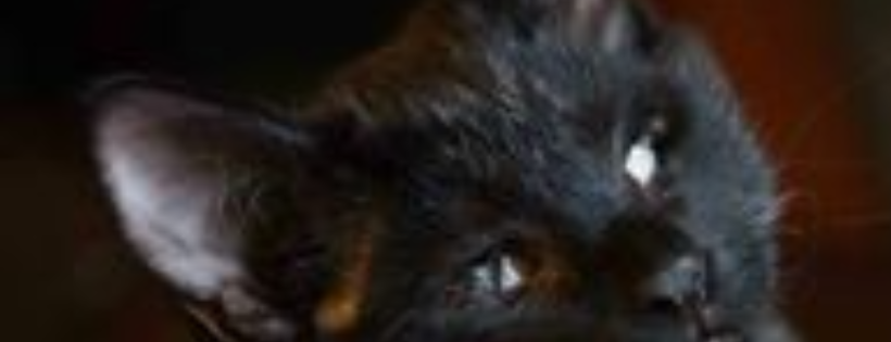 Keller's Kats Rescue Inc.